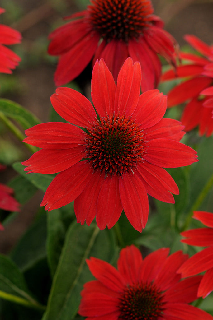 Sombrero® Salsa Red Coneflower