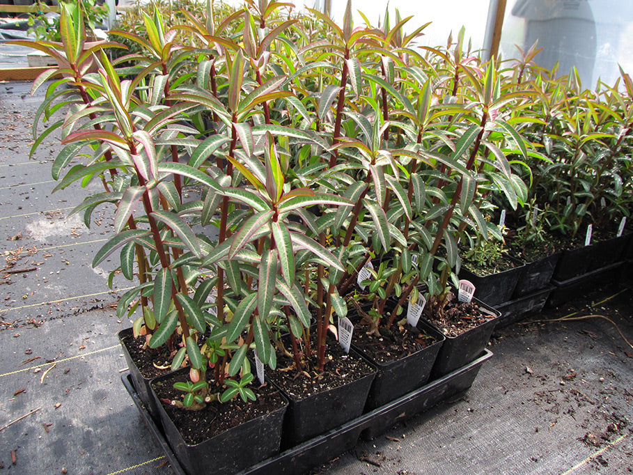 Excalibur Spurge