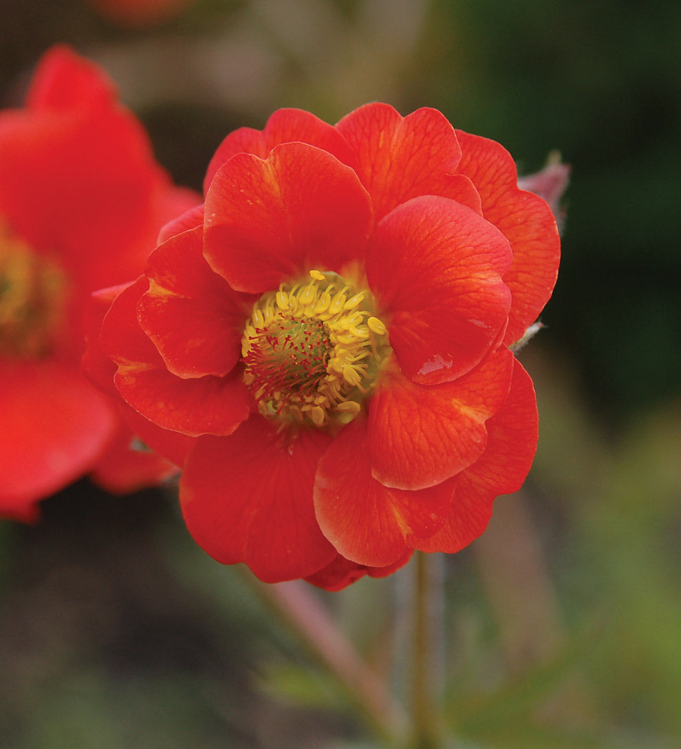 'Cocktails Sangria' Geum