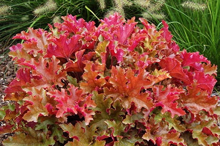 Marmalade Coral Bells