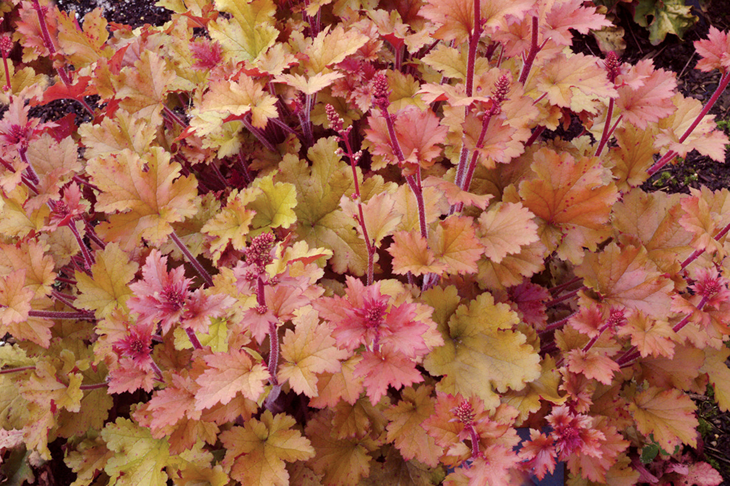 Marmalade Coral Bells