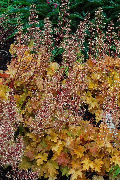 Marmalade Coral Bells