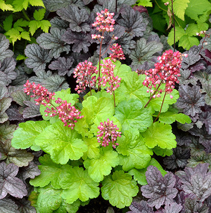 Little Cutie Sweet Tart Coral Bells