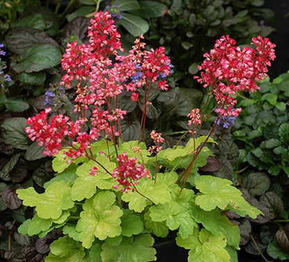 Little Cutie Sweet Tart Coral Bells
