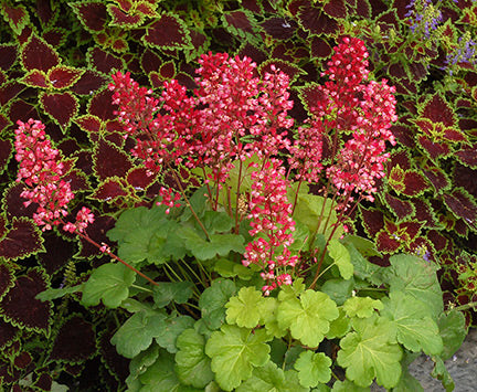 Little Cutie Sweet Tart Coral Bells