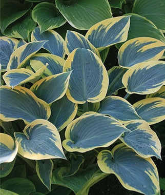 Hosta 'First Frost' Plantain Lily