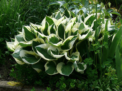 Hosta Patriot Plantain Lily 2 Pack