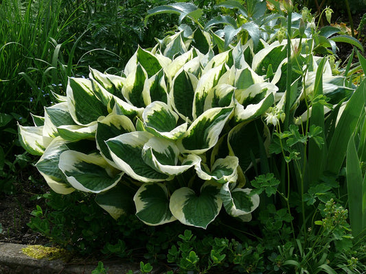 Hosta Patriot Plantain Lily 2 Pack