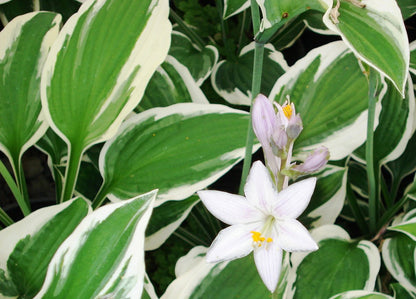 Hosta Patriot Plantain Lily 2 Pack