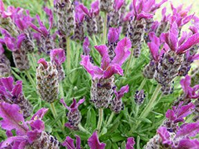 'Anouk Deep Rose' Spanish Lavender