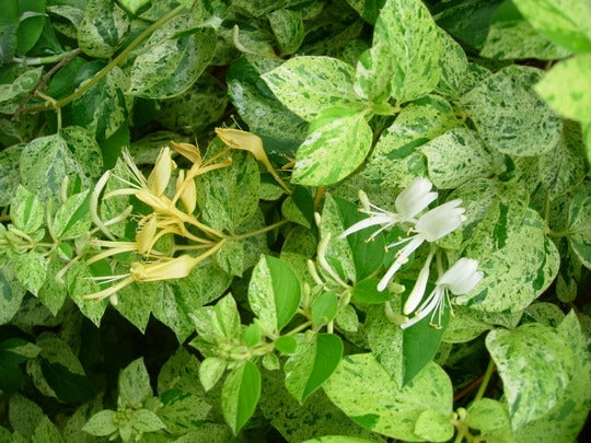 Mint Crisp Honeysuckle