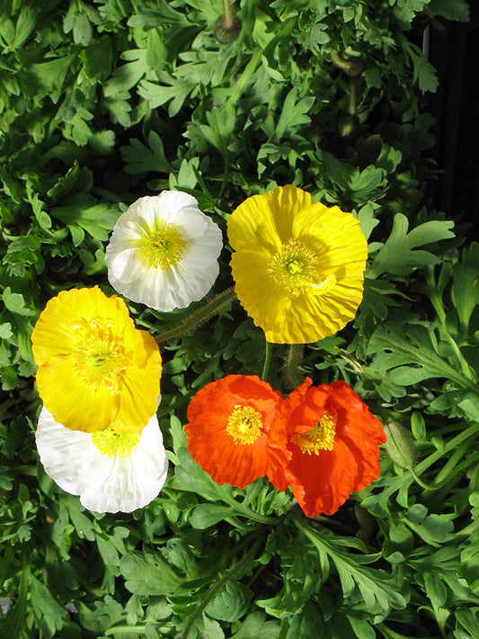 Champagne Bubbles Iceland Poppy