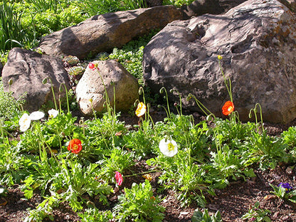Champagne Bubbles Iceland Poppy