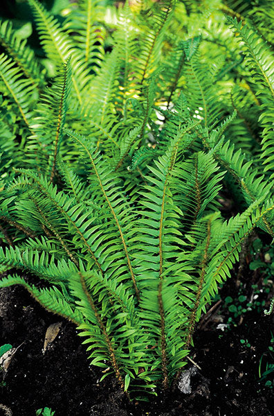 Western Sword Fern Polystichum munitum