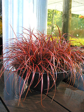 Uncinia Red Hook Sedge