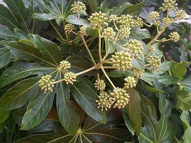 Japanese Aralia