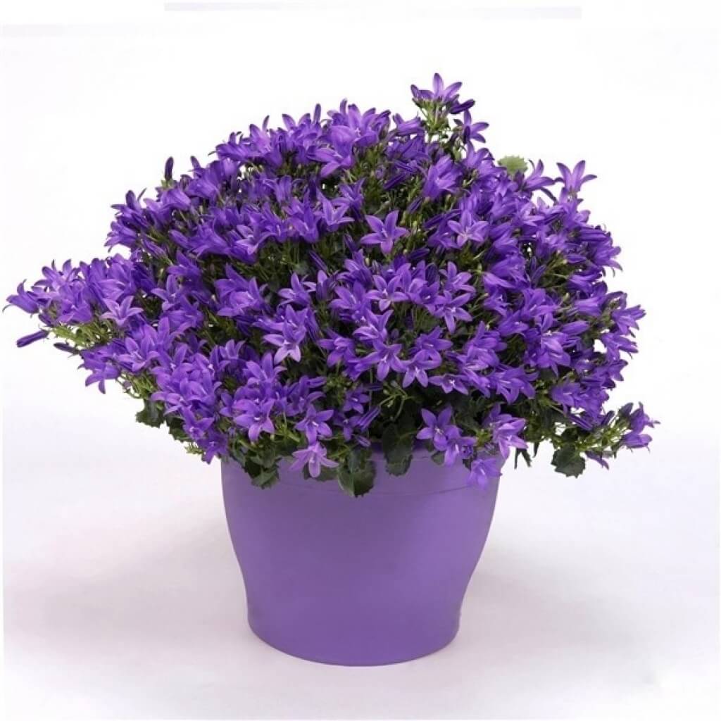 Campanula port. 'Ambella Intense Purple'(Dalmation Bellflower)