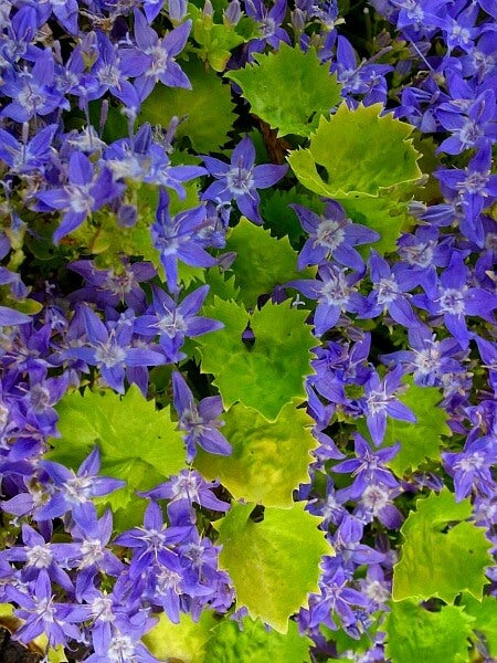 Campanula garganica Dickson's Gold' (Bellflower)