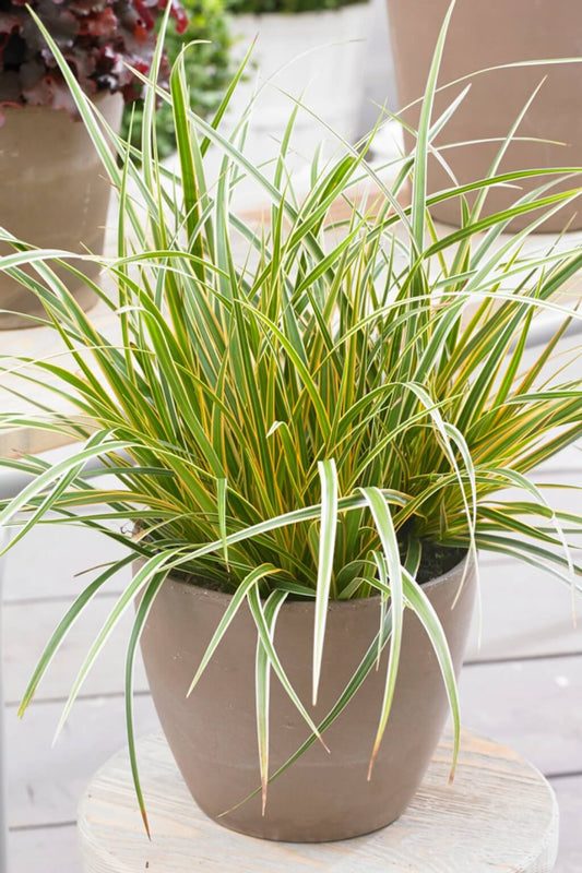 Carex osh. 'EverColor Everglow'(EverColor Everest Sedge)