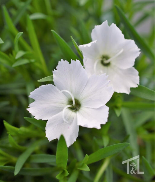 Dianthus 'Kahori Annabelle' (White)