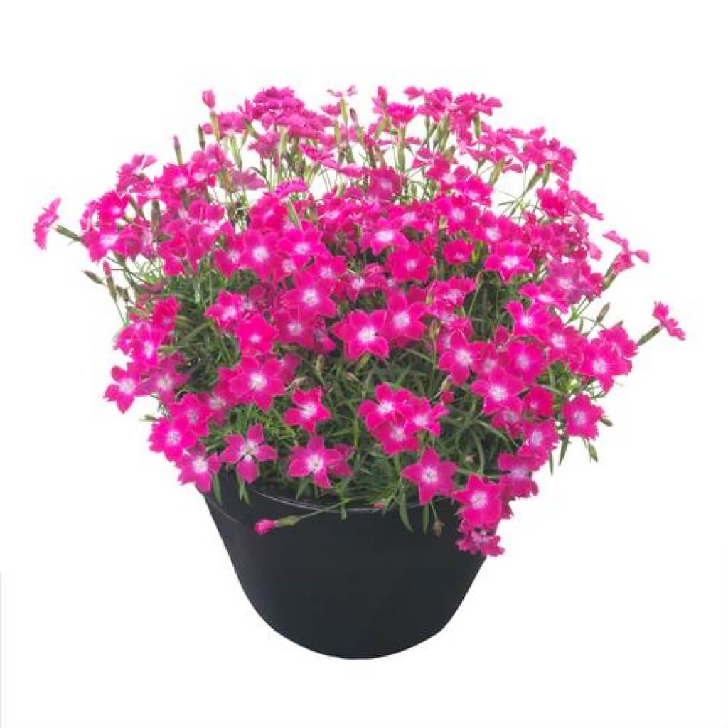 Dianthus 'Kahori Scarlet' (Pinks - Red w/ White Eye)