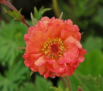 Geum 'Cocktails Mai Tai' (Avens - Orange Shades)