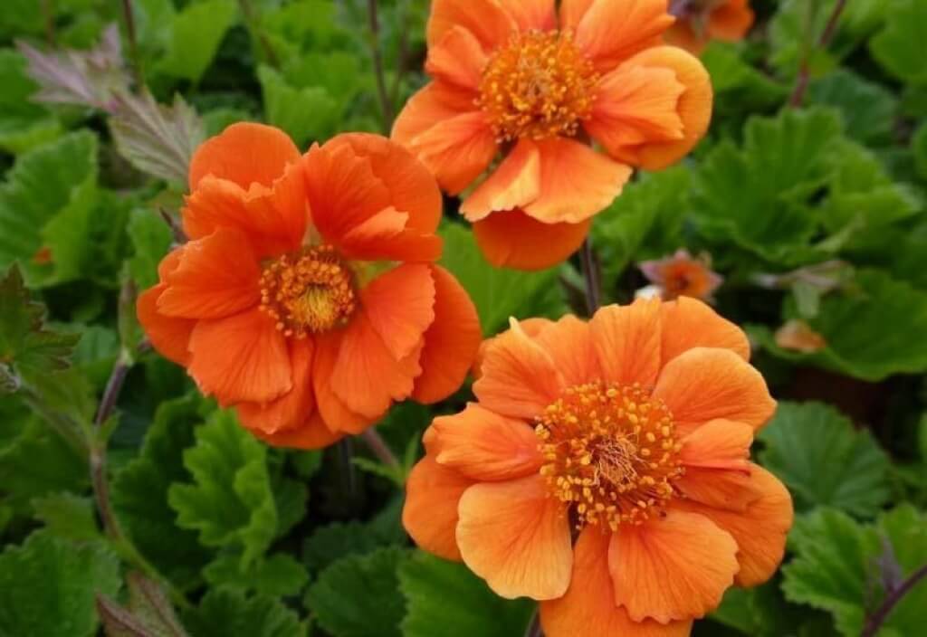 Geum 'Cocktails Sea Breeze' (Avens - Orange)