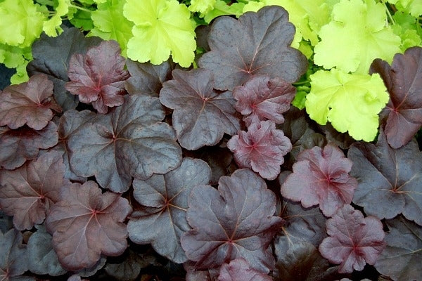 Obsidian Coral Bells