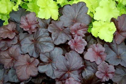 Obsidian Coral Bells