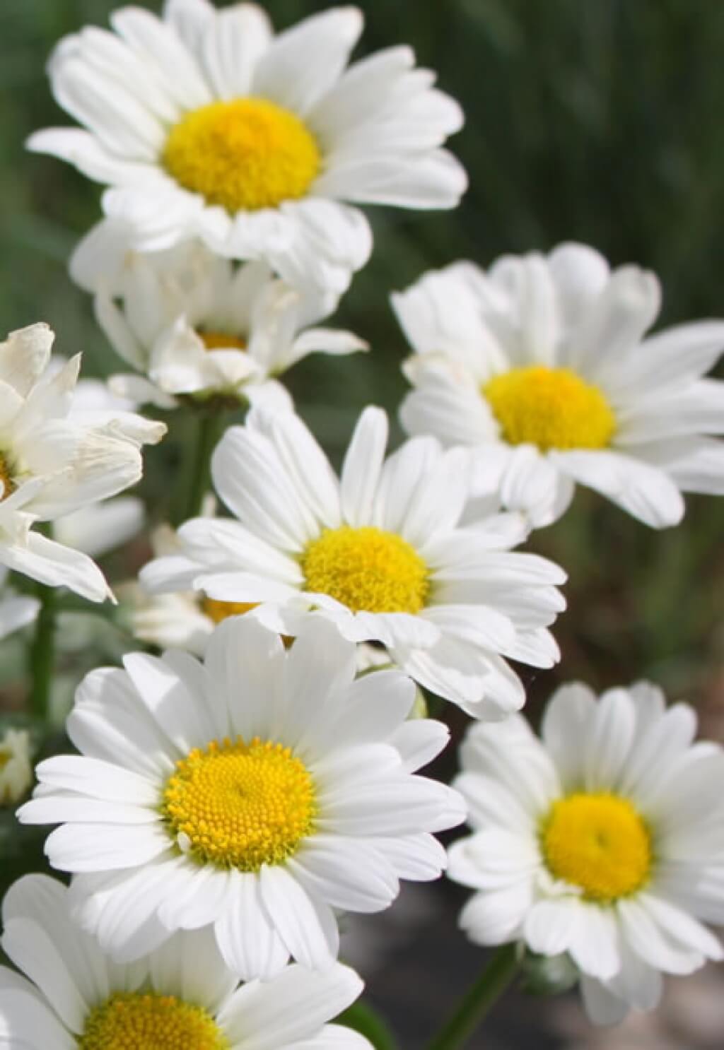 'Darling Daisy' Shasta Daisy