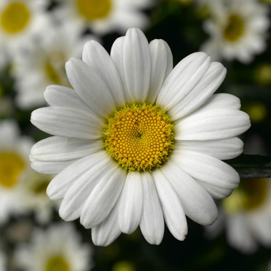 'Western Star Leo' Shasta Daisy