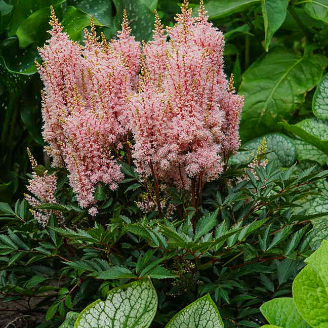 Look At Me Astilbe