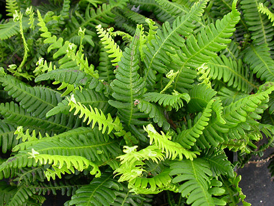 Deer Fern Blechnum spicant