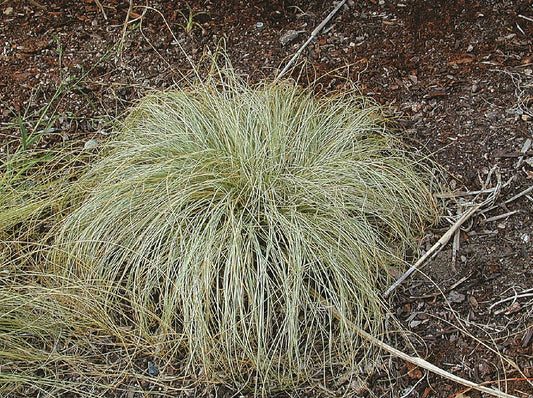 New Zealand Hair Sedge