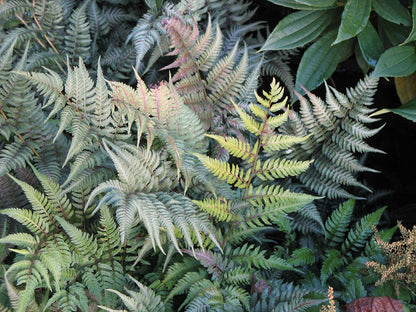 Japanese Painted Fern Athyrium niponicum 'Pictum'