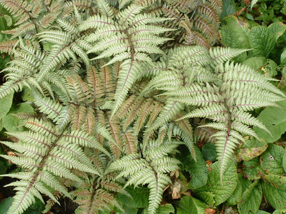 Japanese Painted Fern Athyrium niponicum 'Pictum'