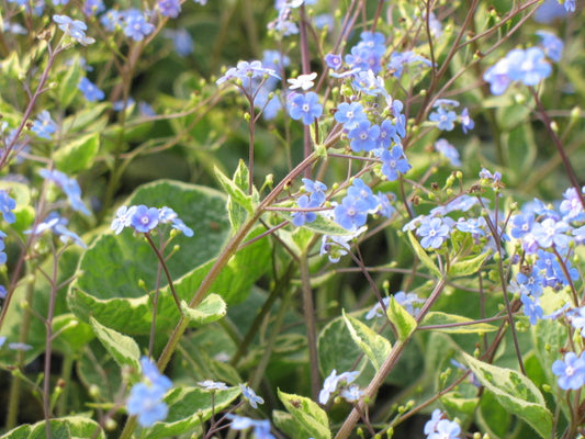 'Hadspen Cream' Siberian Bugloss