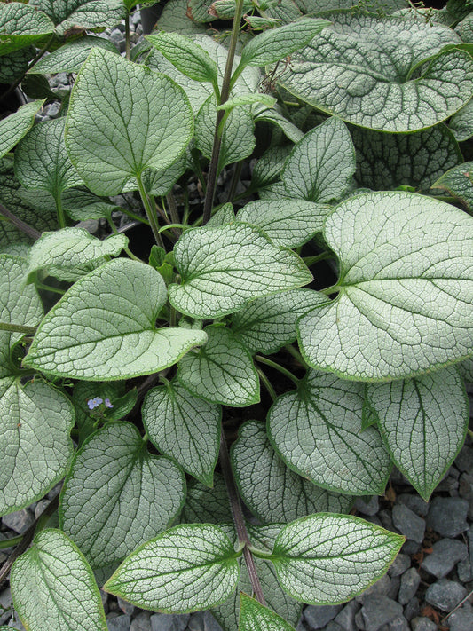 'Silver Heart' Siberian Bugloss