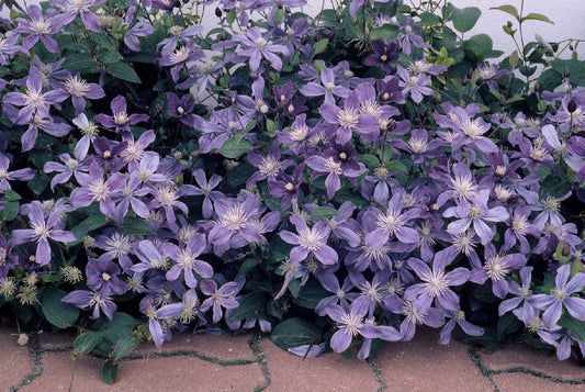 Arabella Clematis