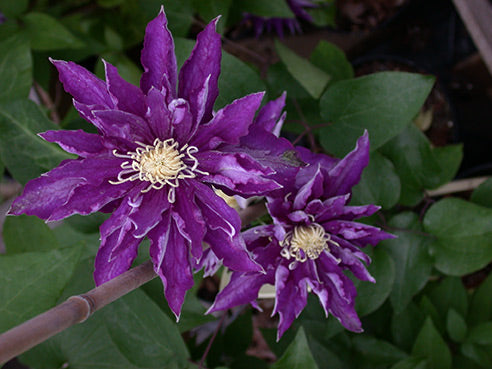 Haku Ookan Clematis