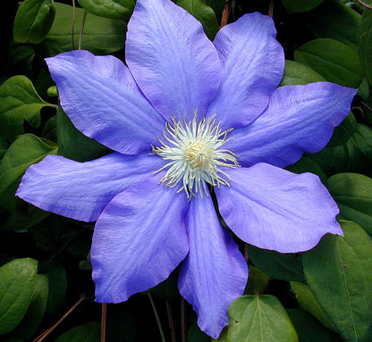 Young Clematis