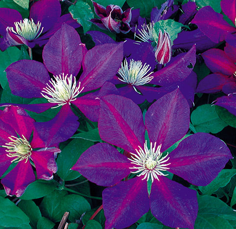 Clematis 'The Vagabond'
