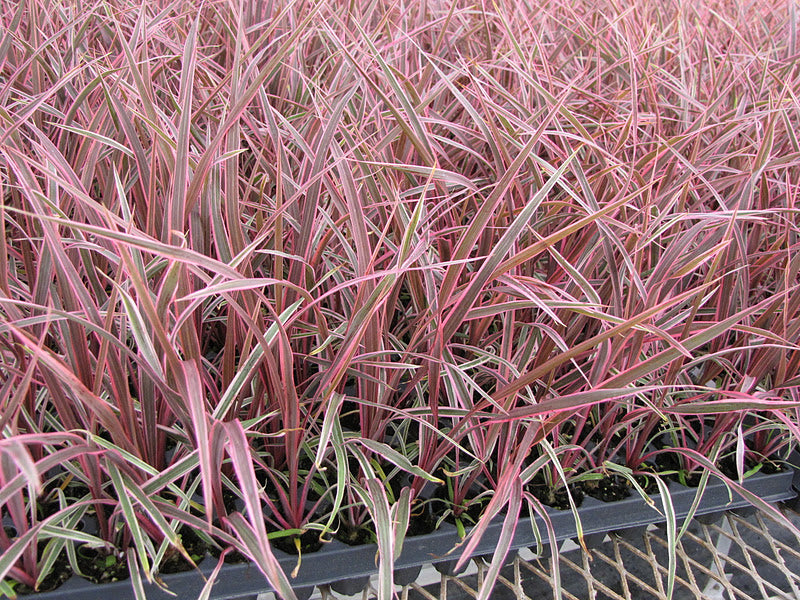 Can Can Cordyline