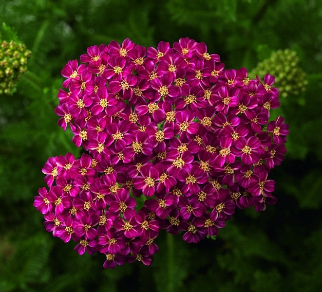 Desert Eve Deep Rose Yarrow