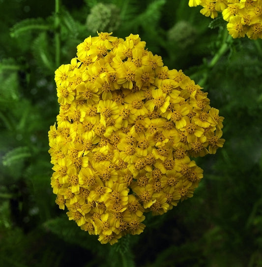 Desert Eve Yellow Yarrow