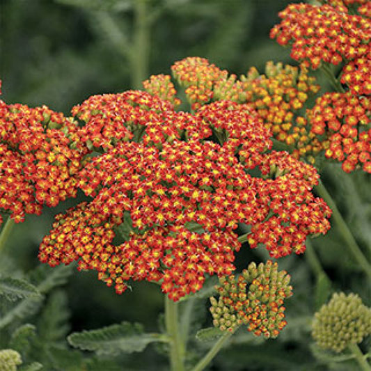 Sassy Summer Sunset Yarrow