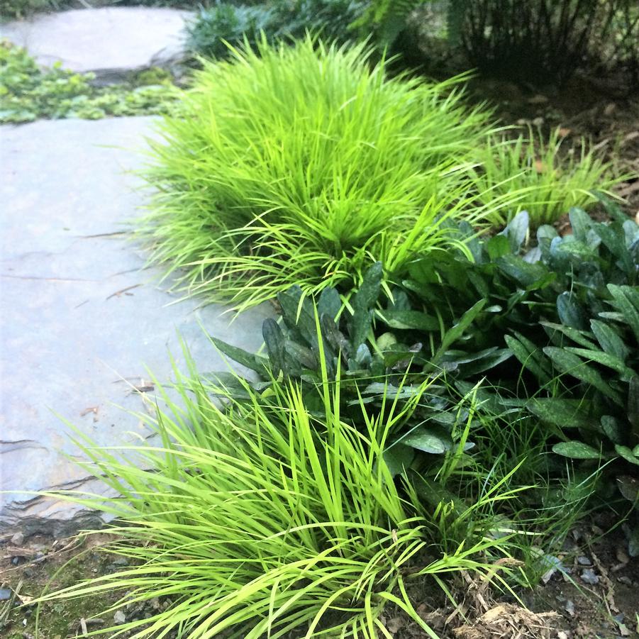 Miniature Golden Sweet Flag