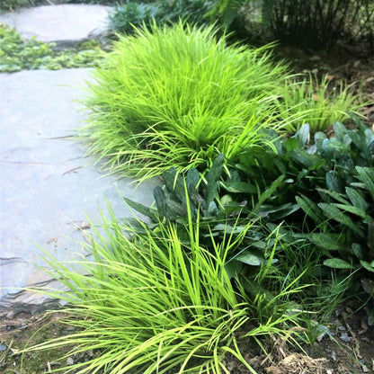 Miniature Golden Sweet Flag