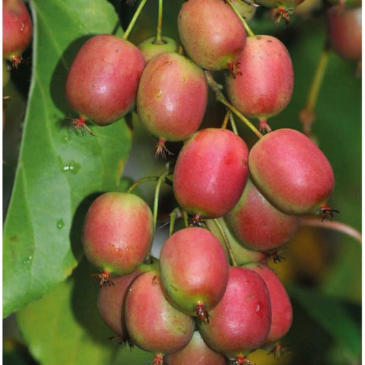 Actinidia arguta Hardy Female Kiwi