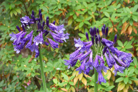 Agapanthus 'Black Pantha' African Lily
